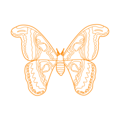Animals Insects Atlas Moth Svg Line Art, Free Vectors File